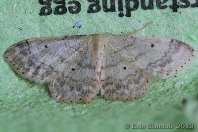Small fan-footed Wave